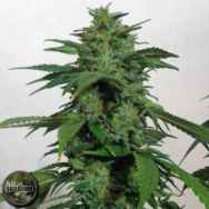 Seedism Seeds Kush Valley Lemon Sorbet